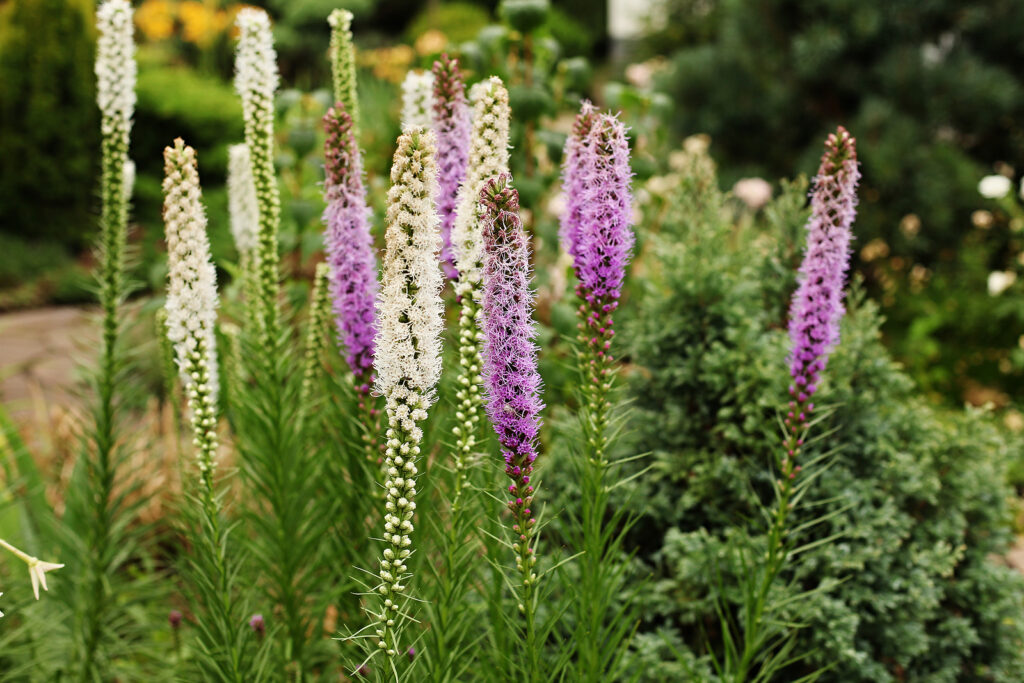 Liatris spicata
