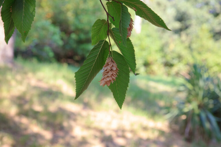 How to Grow American Hop Hornbeam – Ostrya