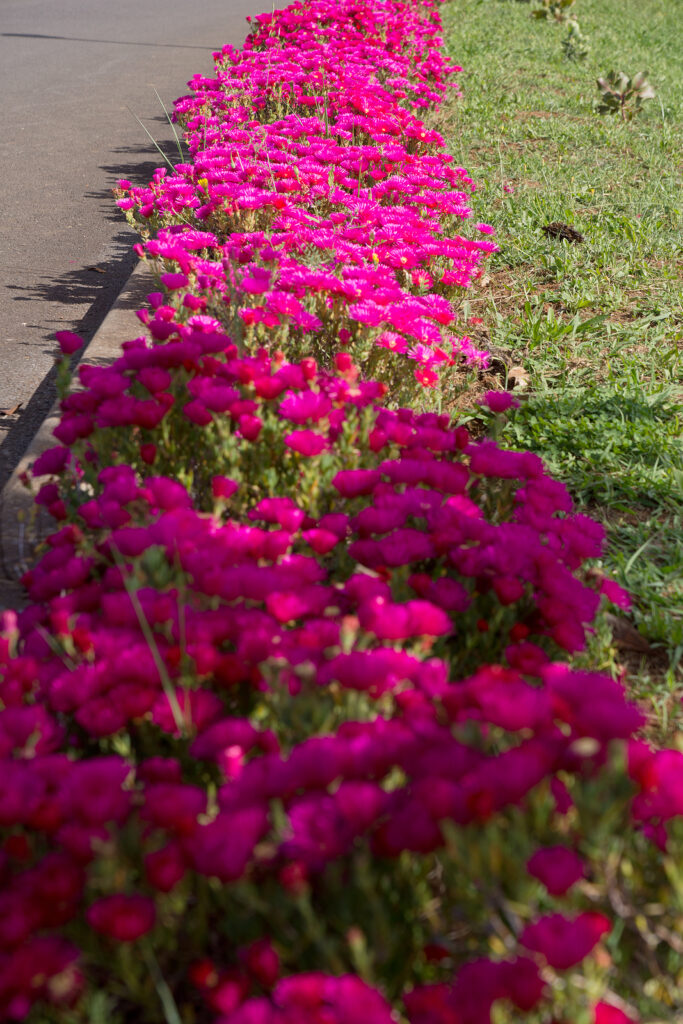 Red Ice Plant, Drosanthemum floribundum