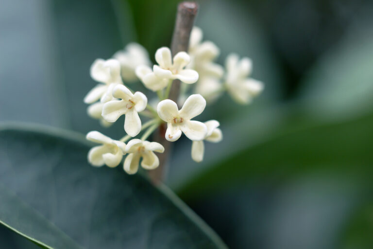 How to Grow Sweet Olive — Osmanthus