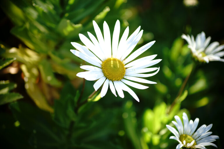 How to Grow Nippon Daisy — Nipponanthemum