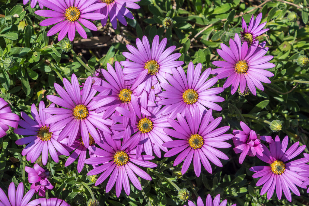 Osteospermum jucundum