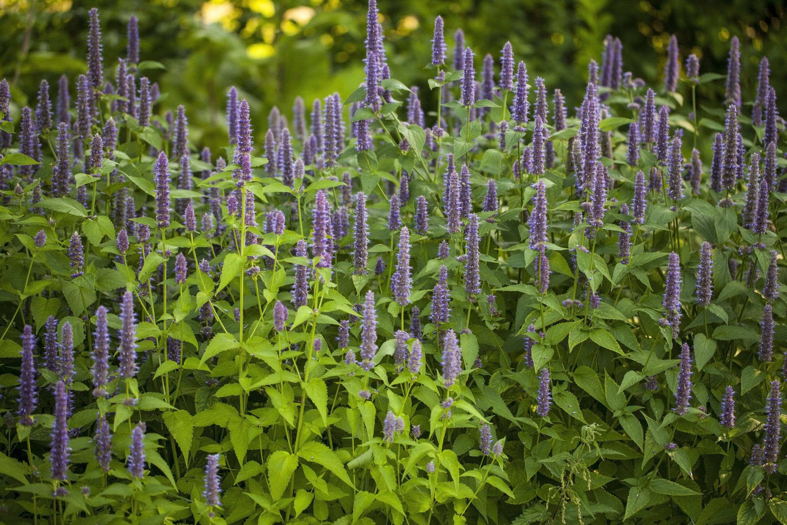  Anise hyssop, Agastache foeniculum