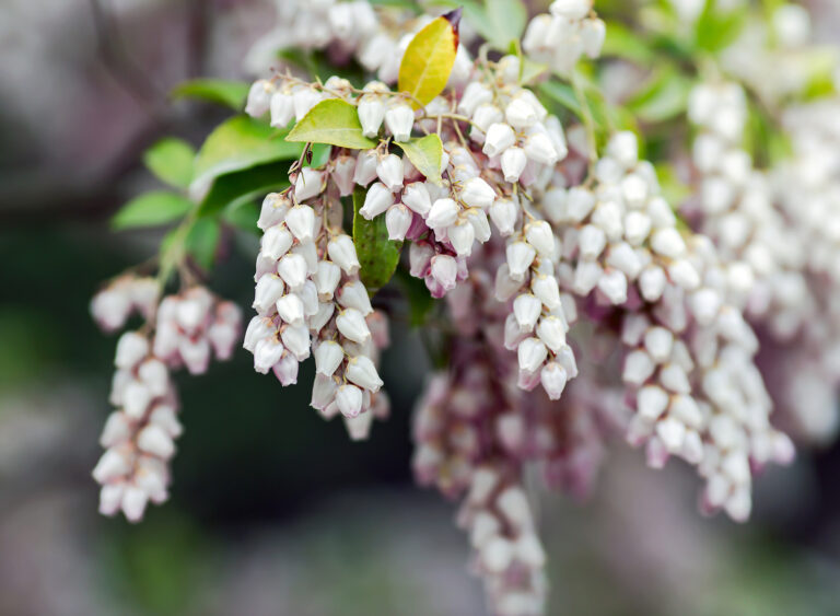 How to Grow Arctostaphylos – Manzanita