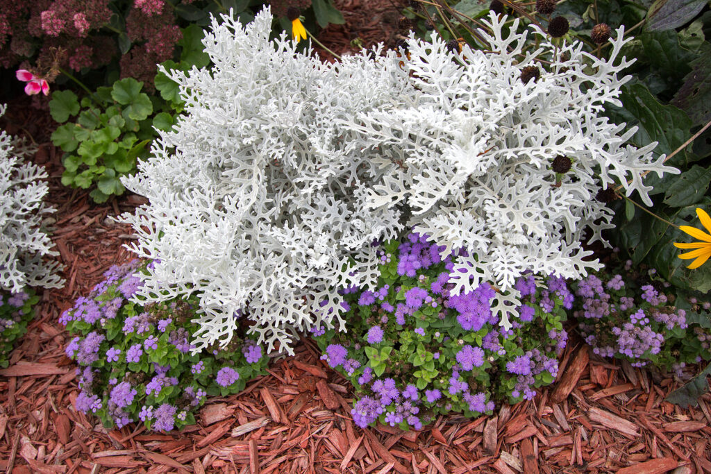  Dusty Miller plant surrounded by colorful annuals. 