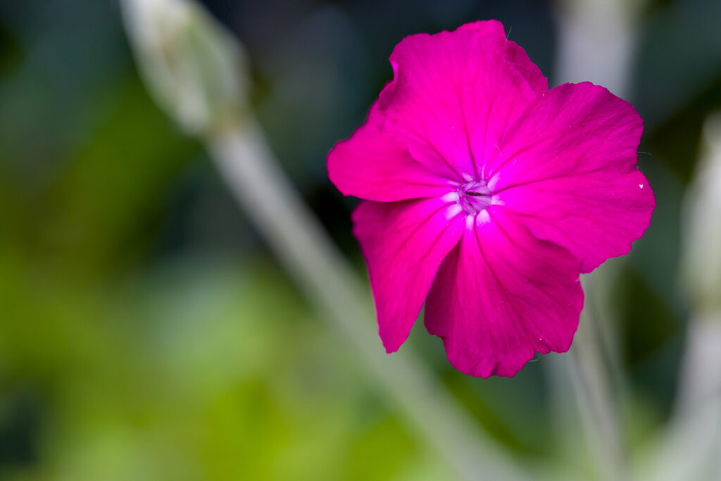 Rose campion, Lychnis coronaria 