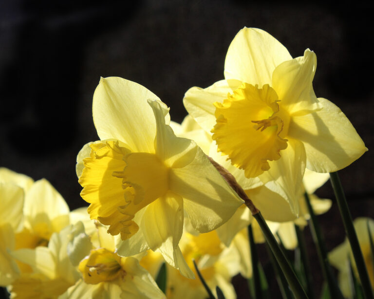 11 Types of Daffodils for Your Garden