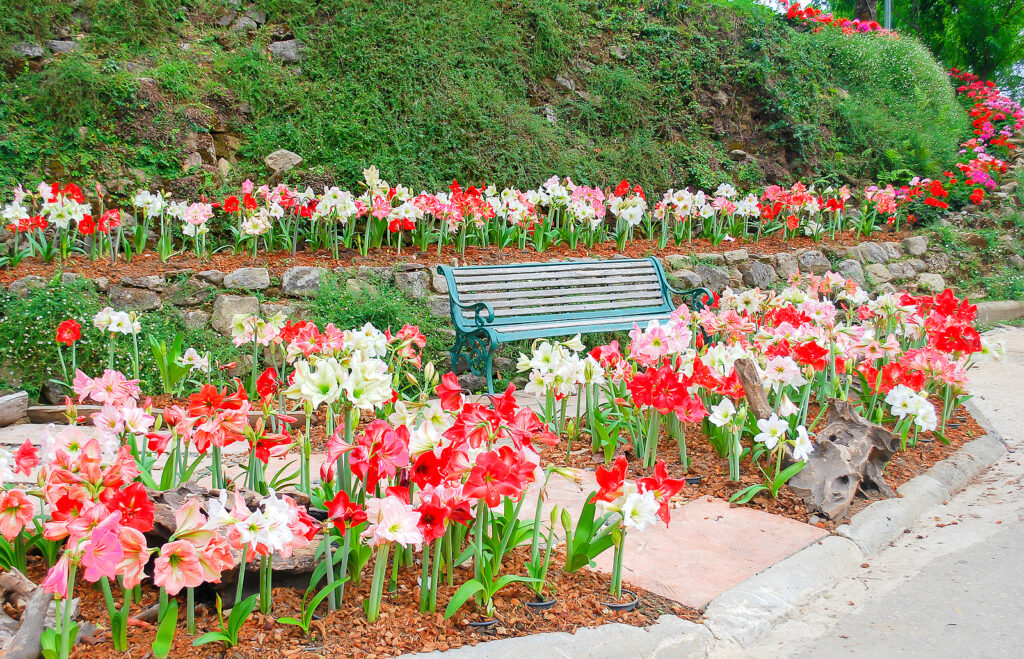 Amaryllis in garden