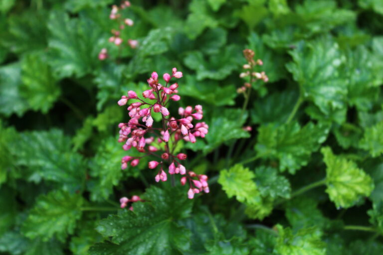 How to Grow Heucherella — x Heucherella