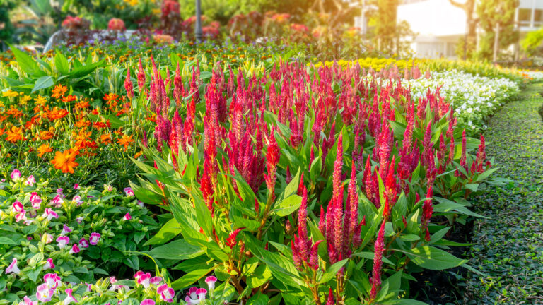 When to Seed Start Annual Flowers