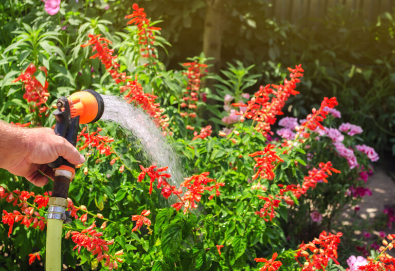 10 Natural Ways to Control Garden Pests and Diseases