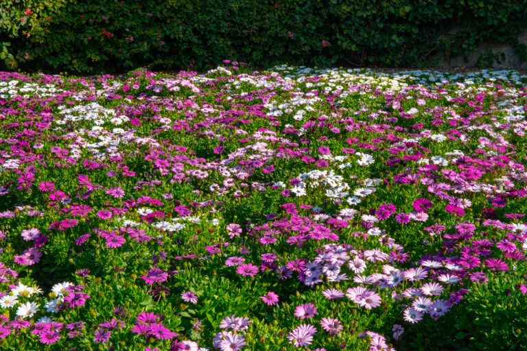 Groundcovers in Garden Design