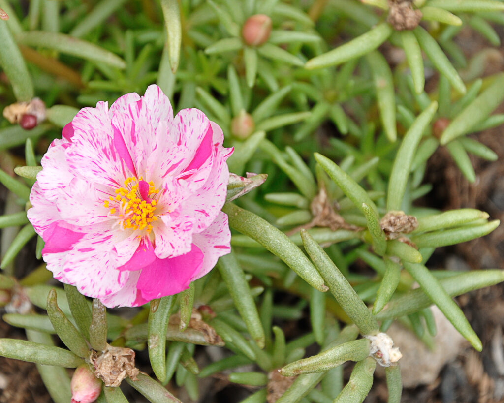 Ice plant, Mesembryanthemum