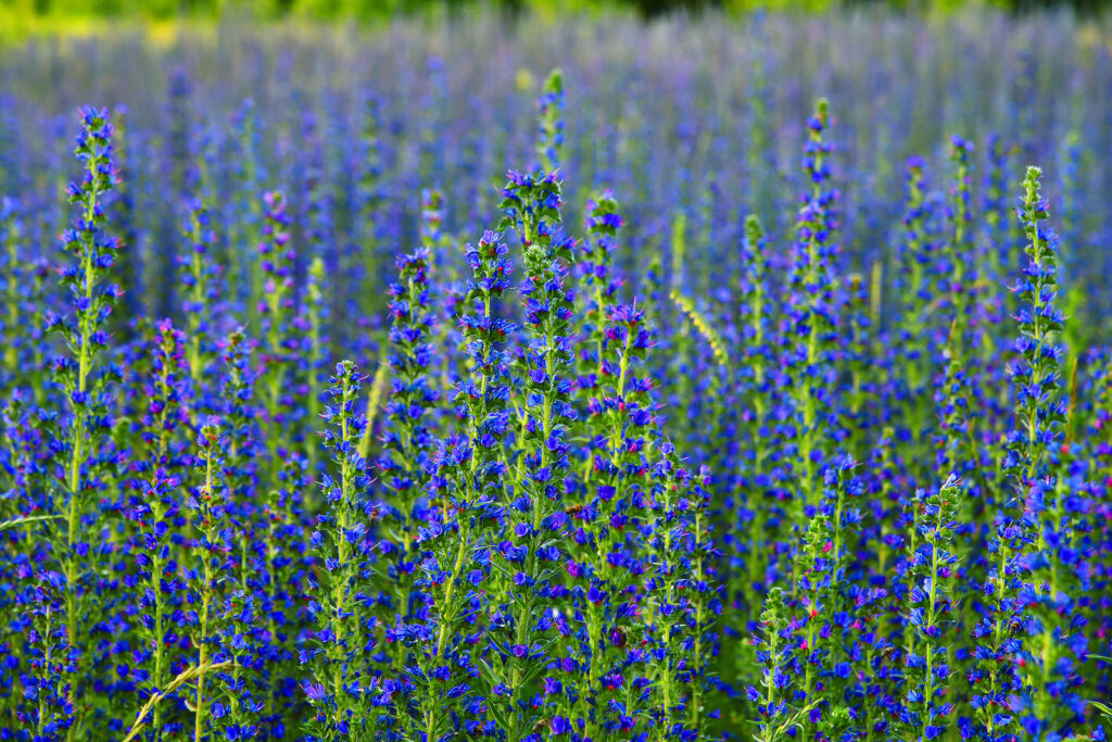 Perennial blue salvia, Salvia superba