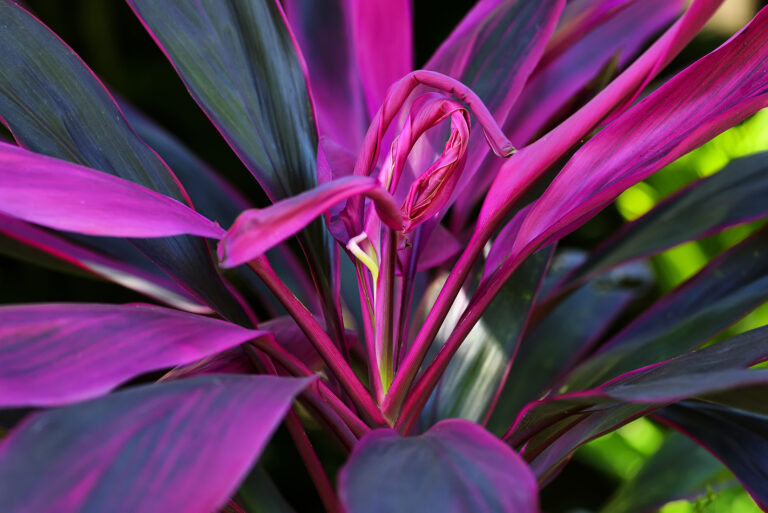 How to Grow Cordyline