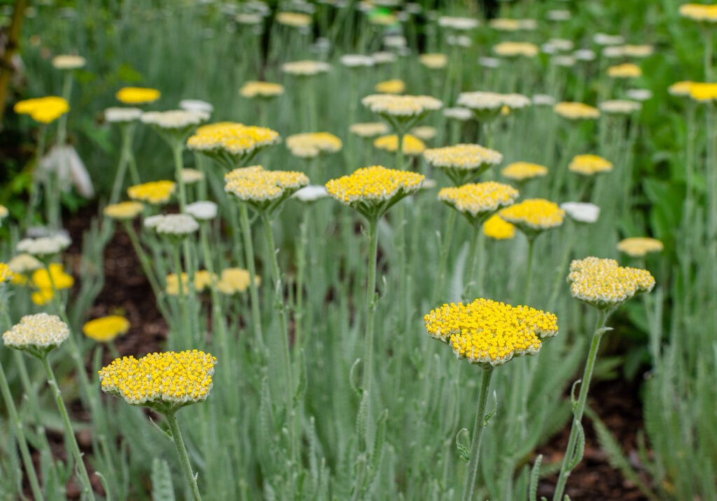 Yarrow, Achillea