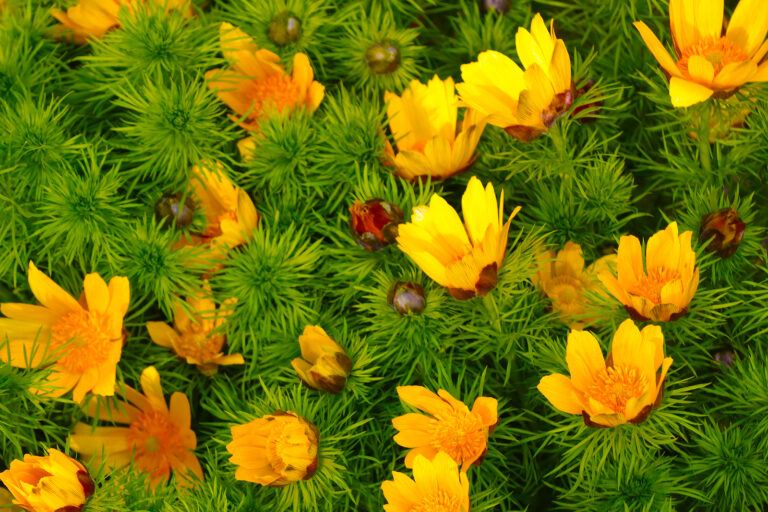How to Grow Pheasant’s Eye — Adonis