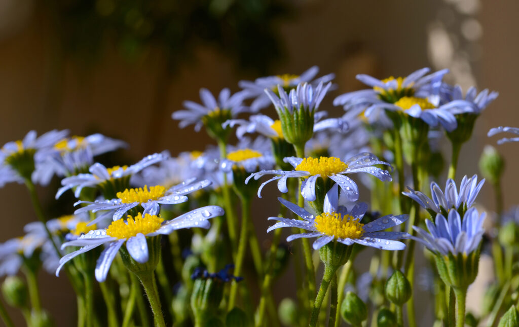 Felicia amelloides or Blue marguerite