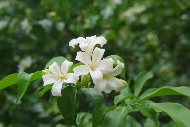 How to Grow Murraya – Orange Jasmine