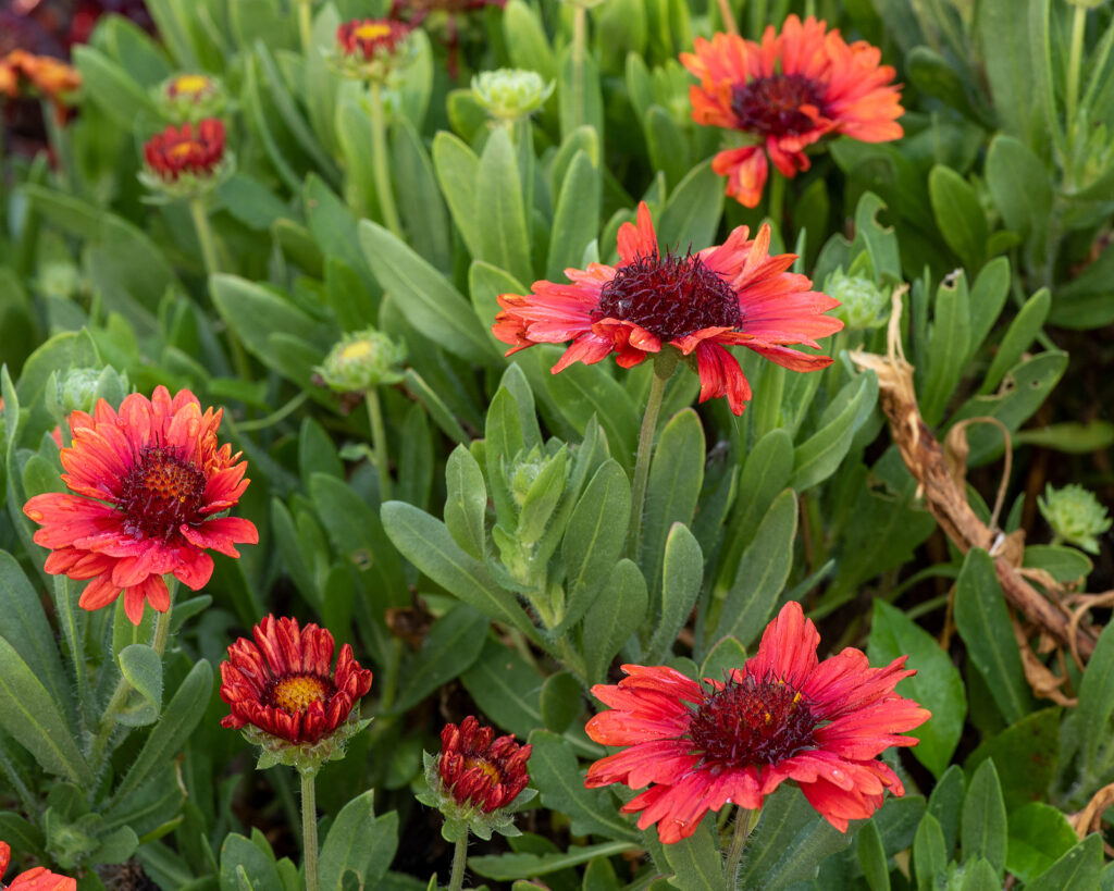 Blanket flower, Gaillardia x grandiflora