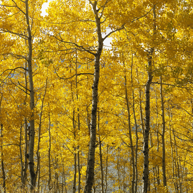 Trees With Autumn Color