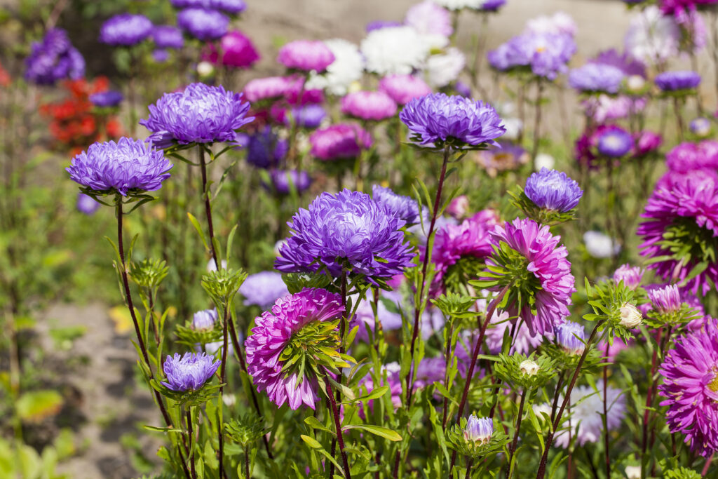 China asters in garden