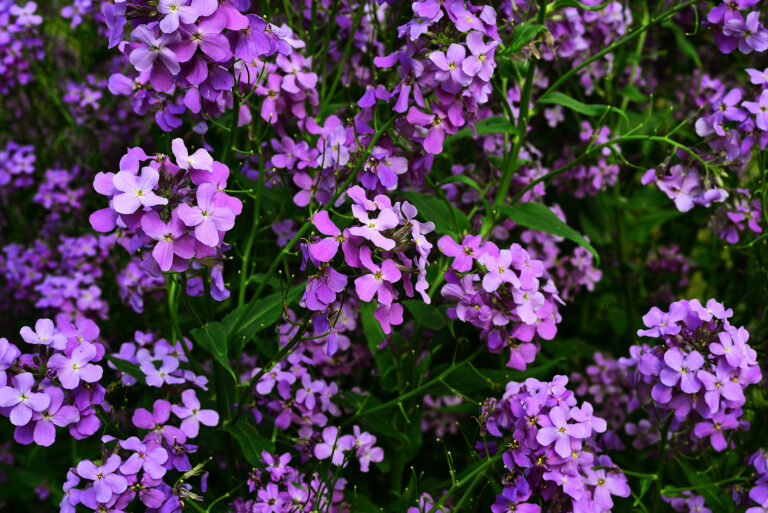 How to Grow Wallflower — Erysimum