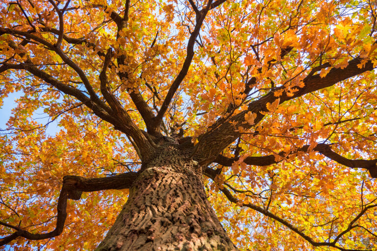 Pruning a Deciduous Tree