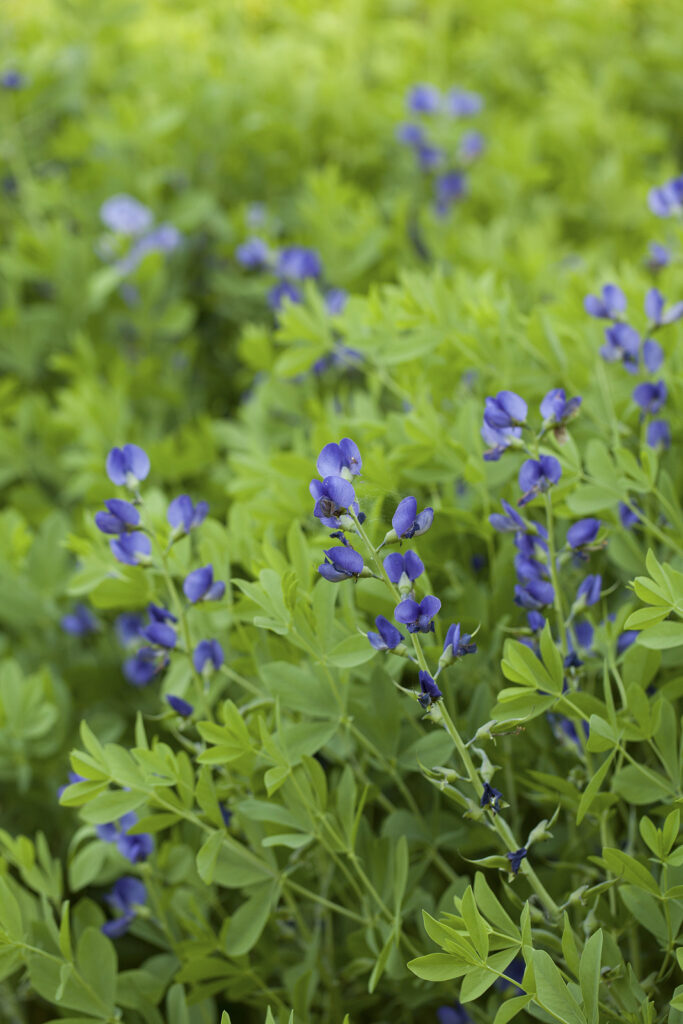 Blue false indigo, Baptisia australis