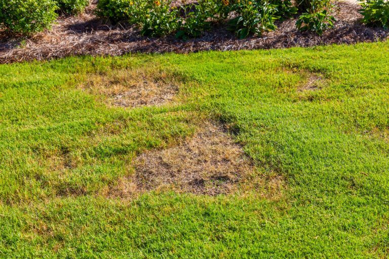 Lawn Pests and Controls