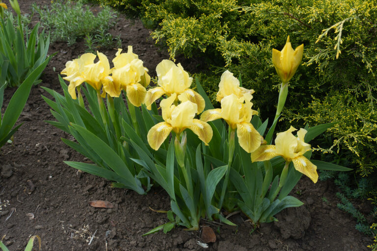 Dividing Irises