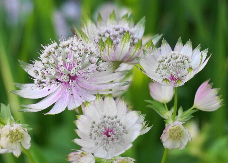 How to Grow Masterwort — Astrantia