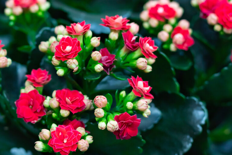 How to Grow Kalanchoe