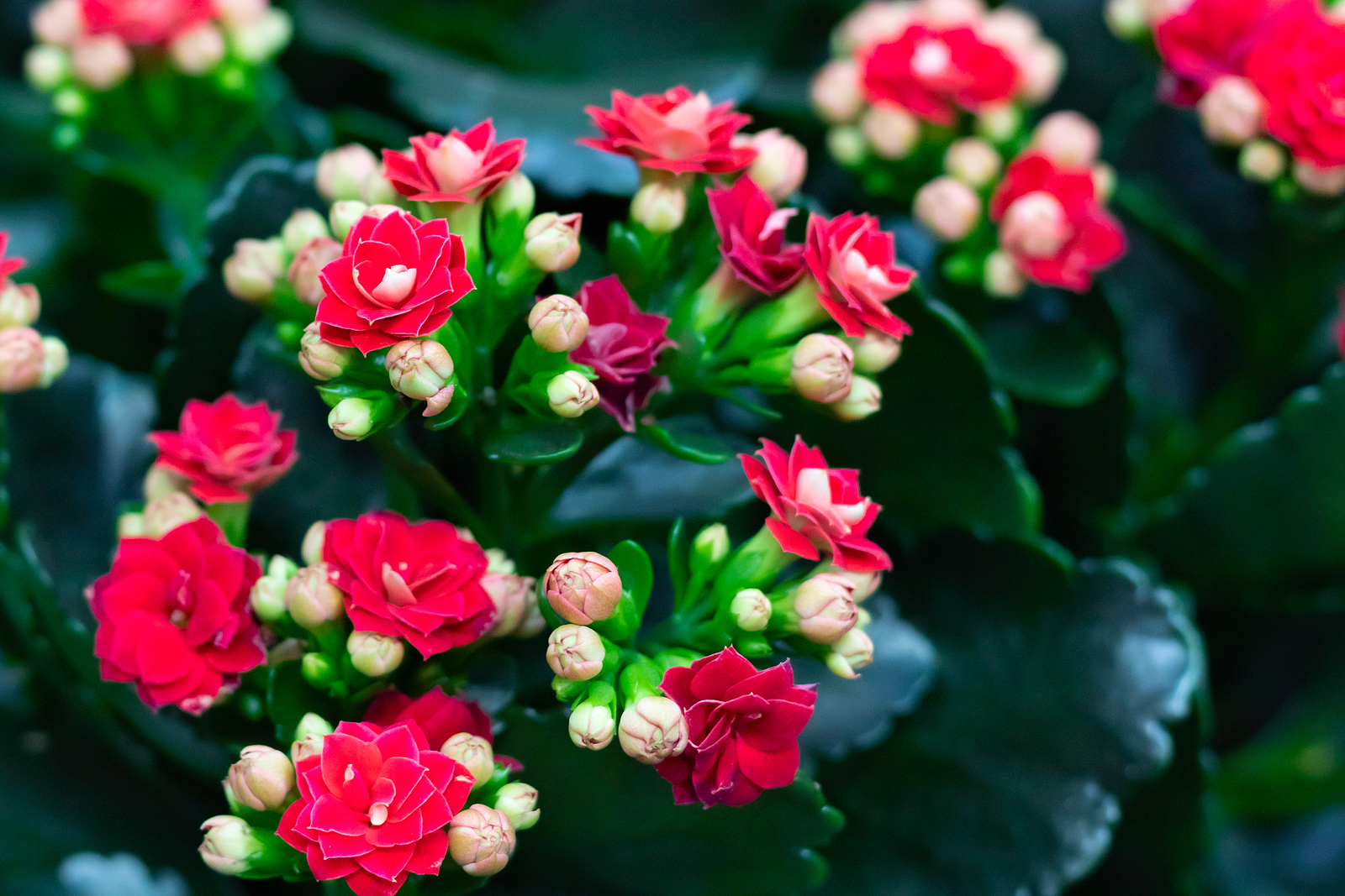 How to Grow and Care for Kalanchoe