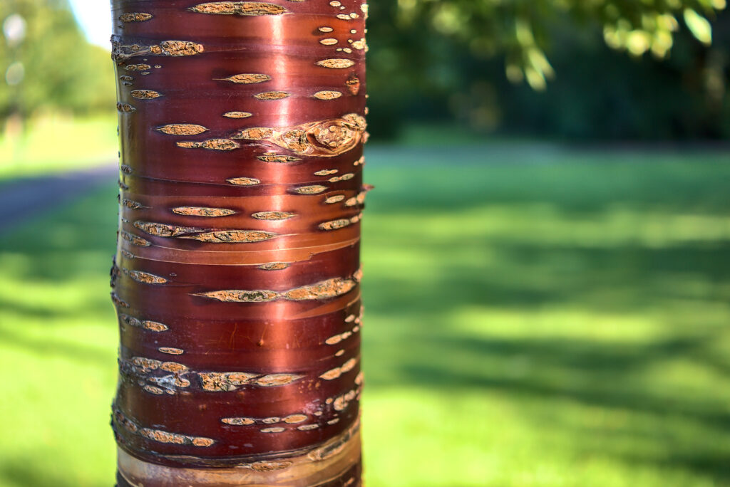 Ornamental cherry, Prunus maackii