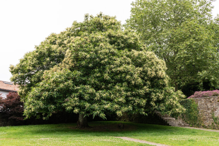 How to Grow Chestnut – Castanea