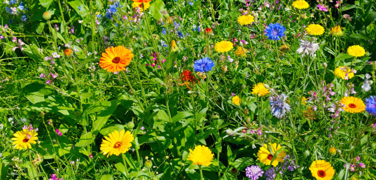 Wildflower and Meadow Gardening