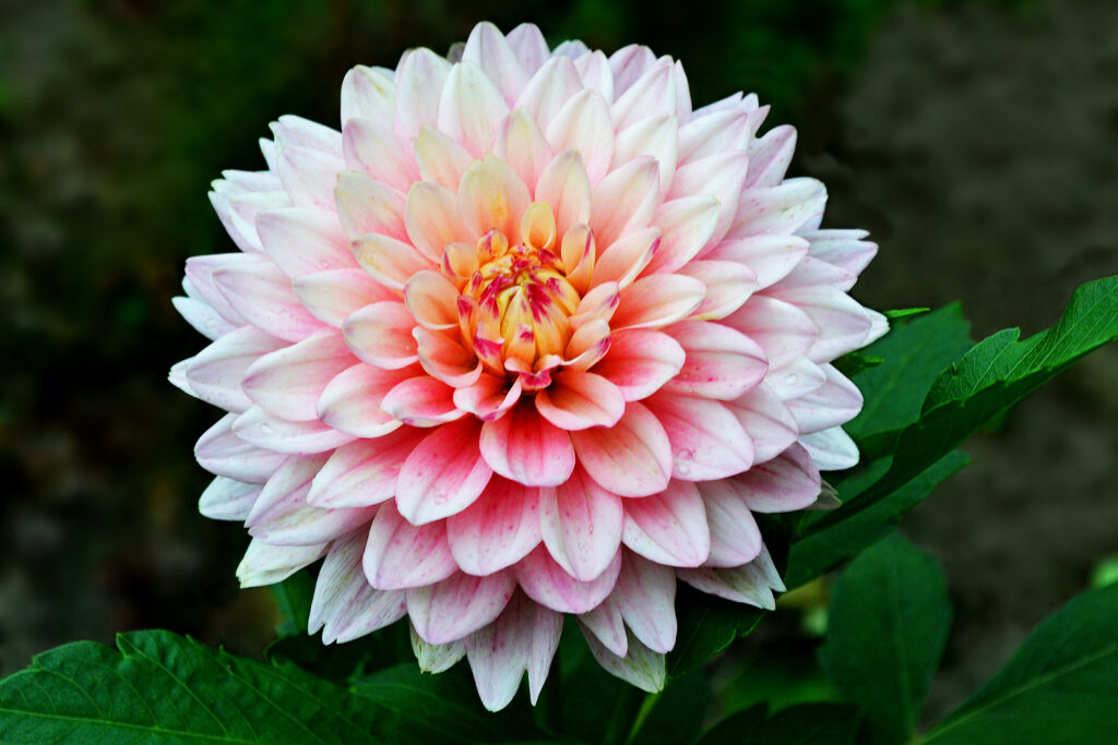 Decorative-type flowerhead, Dahlia
