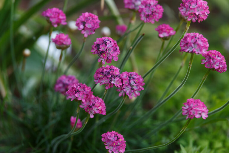 How to Grow Sea Thrift — Armeria