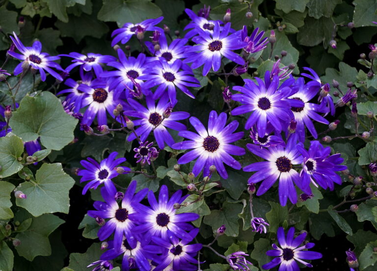 How to Grow Florists’ Cineraria – Pericallis