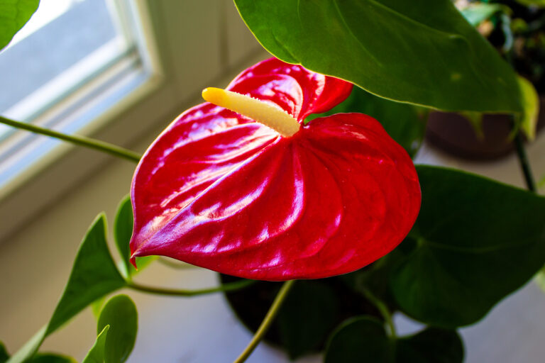 How to Grow Flamingo Flower — Anthurium