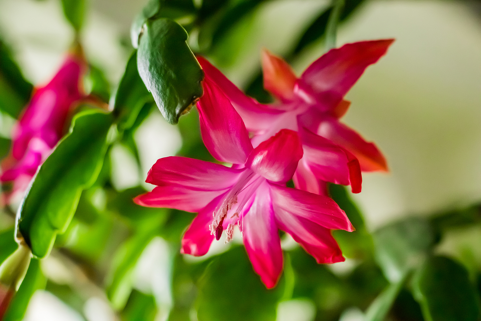 How to Grow Epiphyllum