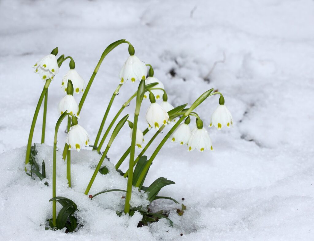 Leucojum