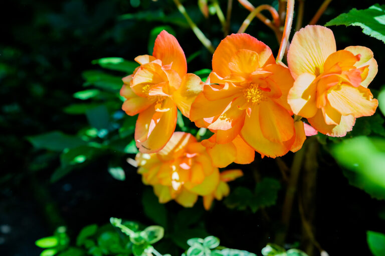 Begonia Types and Care