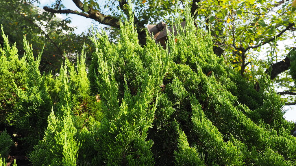 Japanese black pines