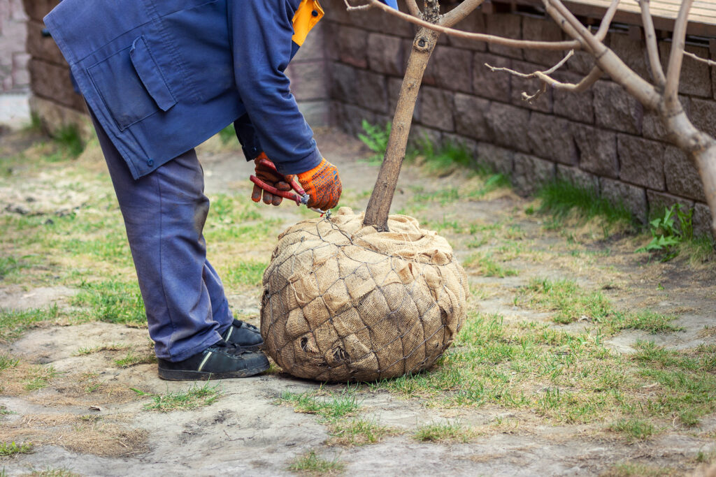 Removing the netting and burlap from around the football of a balled-and-burlapped tree