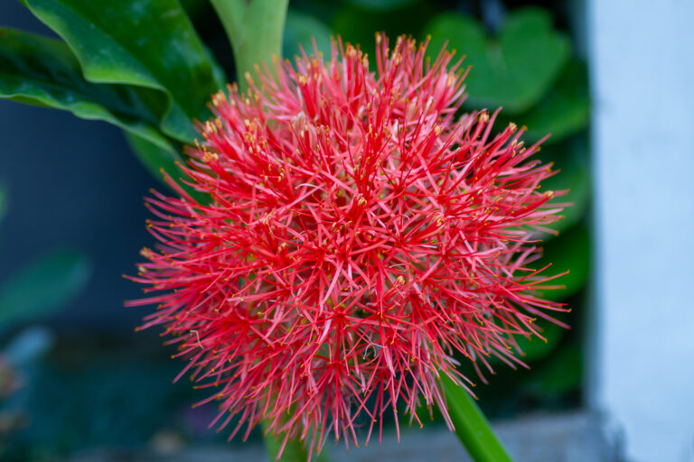 How to Grow Blood Lily — Haemanthus