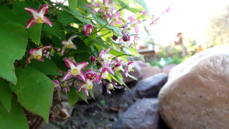How to Grow Bishop’s Hats — Epimedium