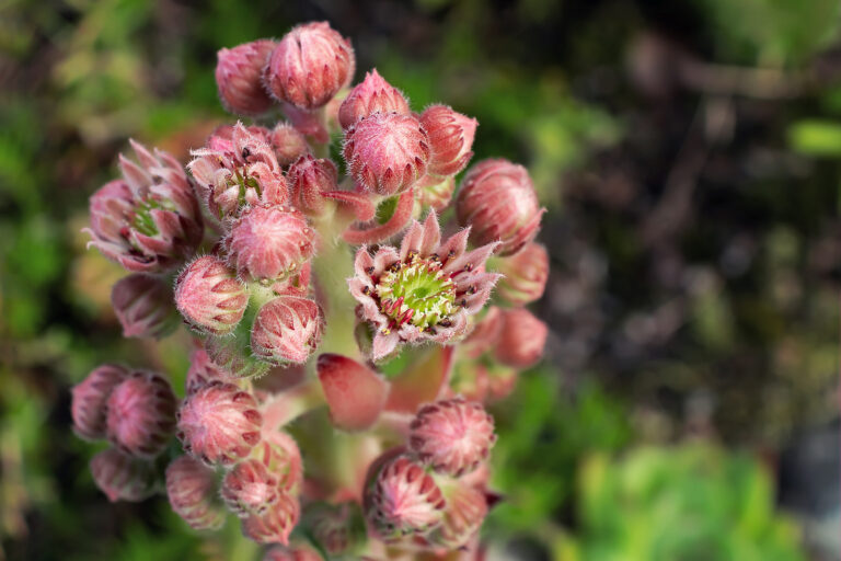 How to Grow Sempervivum – Hens-and-Chicks