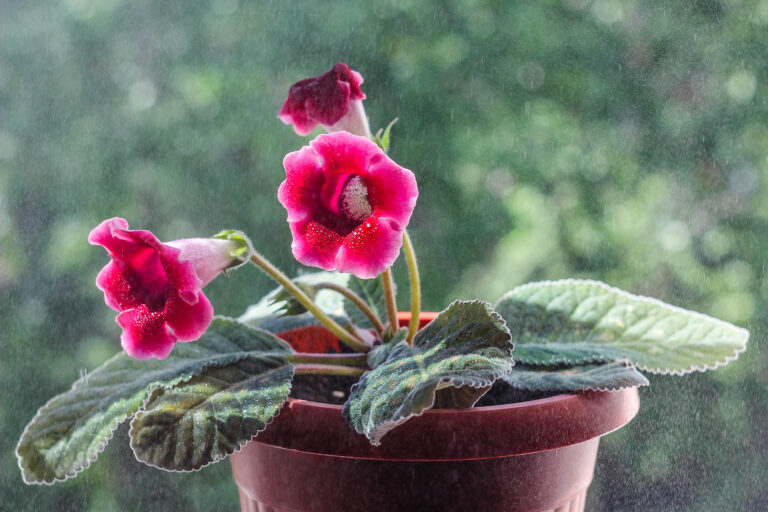How to Grow Gloxinia – Sinningia